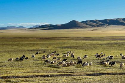 Nomadic Life in Tibet