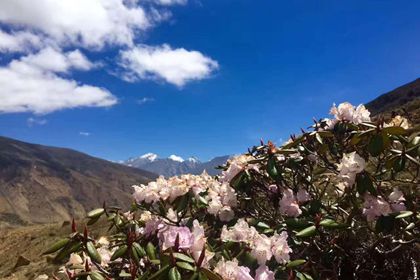 Rhododendrons at Gama Valley