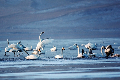 Bird watching at Qinghai Lake