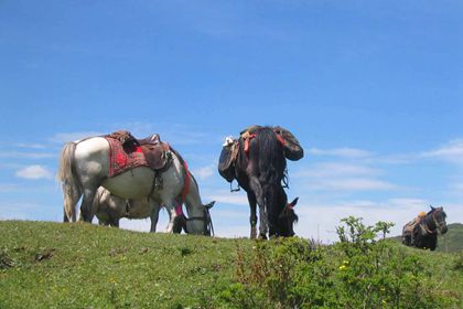 Songpan Horse Trekking