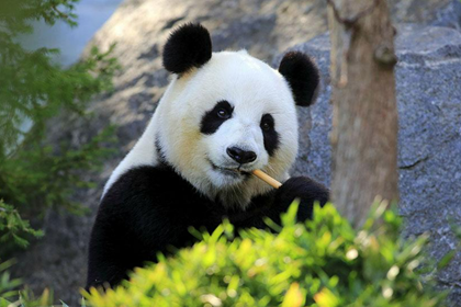 Wolong Panda breeding centre