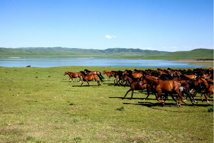 Shandan horse farm