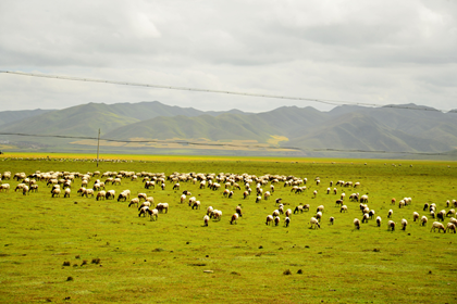 Sangke Grassland in Xiahe