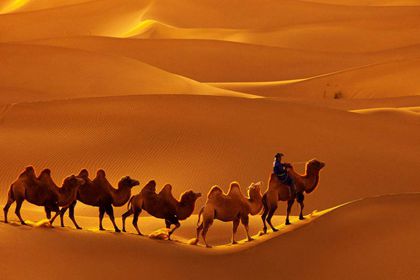 camel riding xinjiang