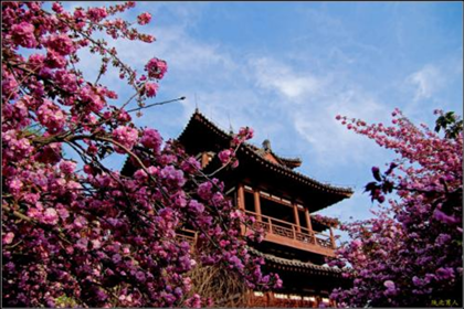 visit xian in spring
