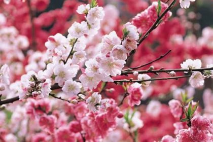 Yuyuantan Cherry Blossom Festival