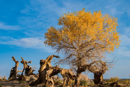 Yiwu Populus Euphratica Forest