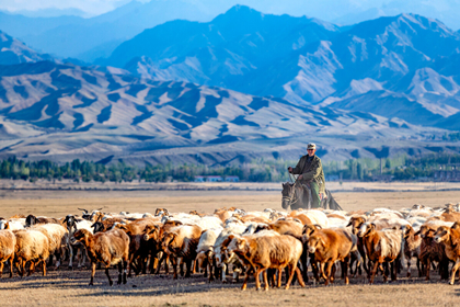 Xinjiang Nomad