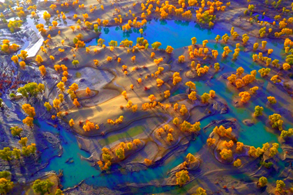 Populus Euphratica Forest