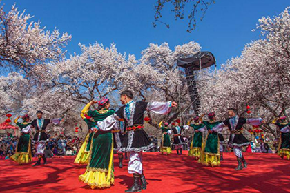 Apricot Blossom Festival in Yili