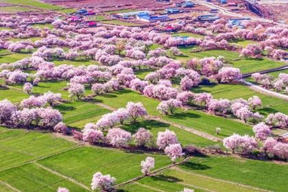 9 Days Nyingchi Peach Blossom Festival via Shigatse Tour