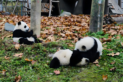 Chengdu Panda Breeding Center