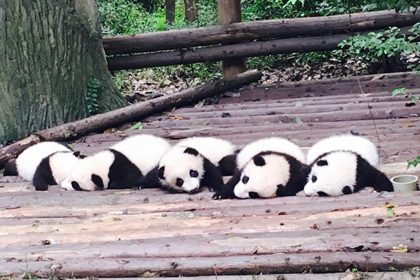 Chengdu Panda Breeding Center