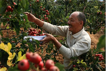 Pomegranate Picking Garden