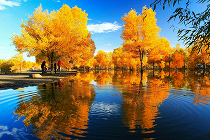 Tarimu Populus Euphratica Forest