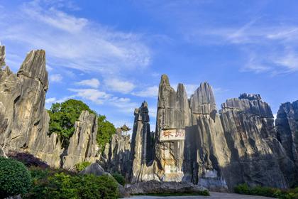 Stone Forest