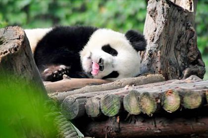 chengdu panda breeding center