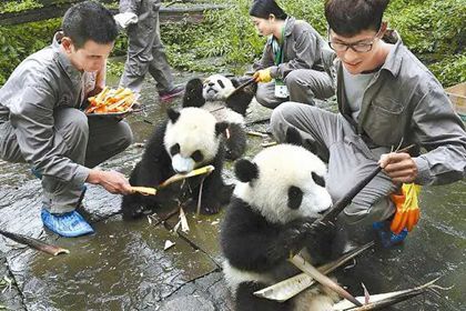 Feeding Pandas