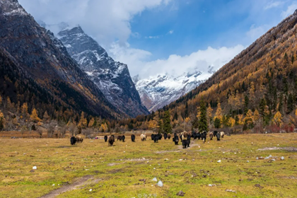 Changping Valley-Mt.Siguniang in western Sichuan